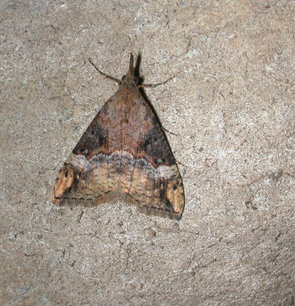 Hypena obsitalis